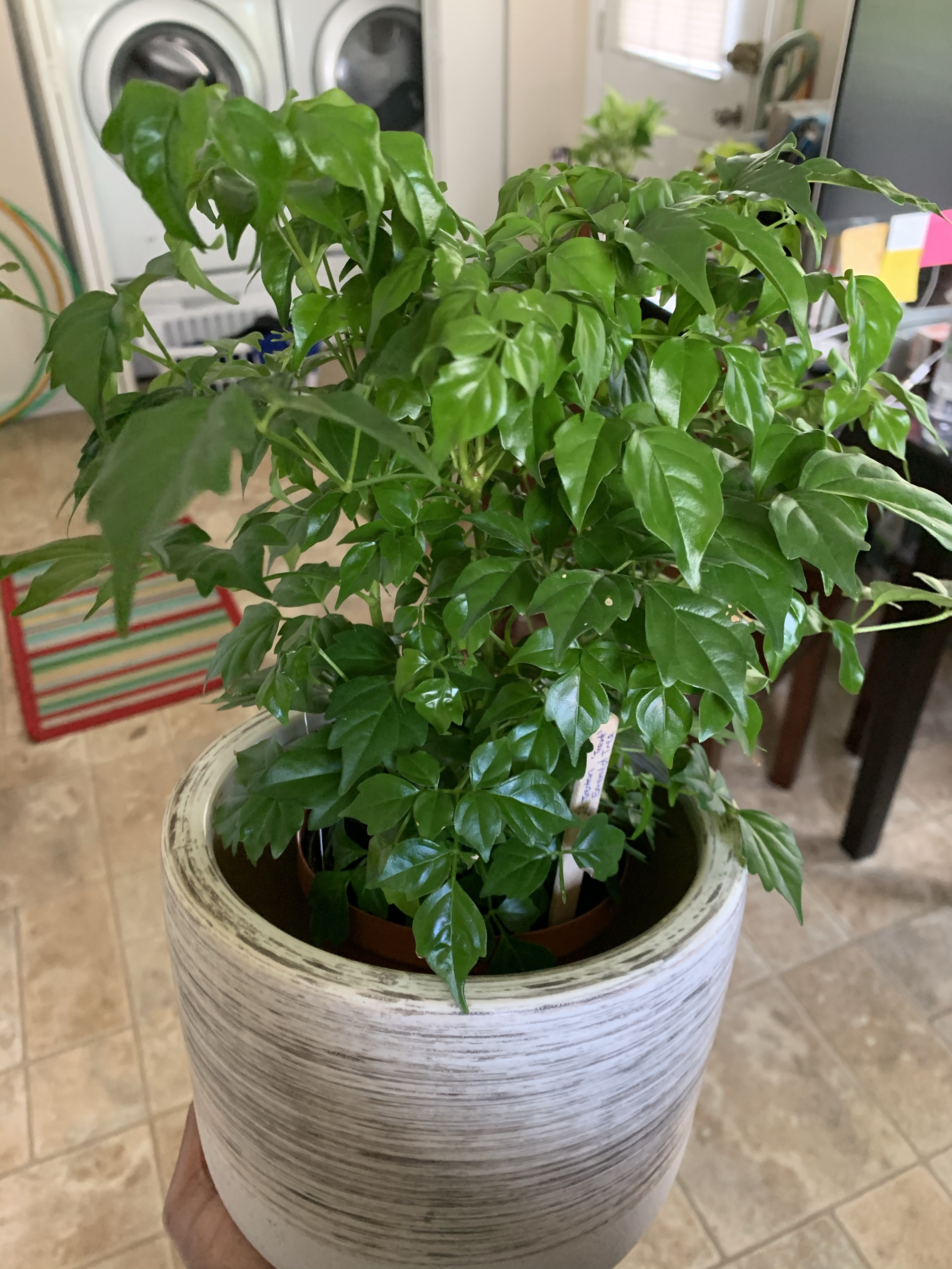 Emilda Tree S: Trenton, the Emerald Tree. – Your Loved One, Q